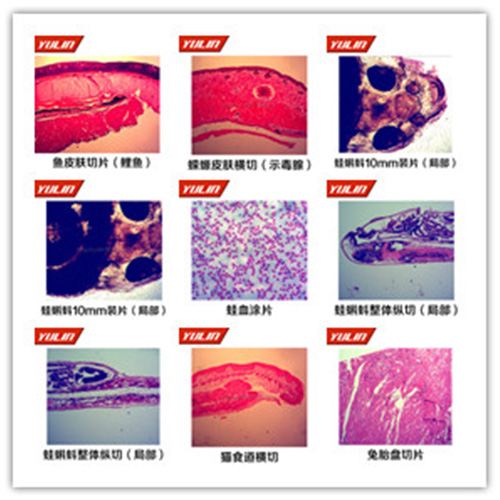 甘肃脊索动物门生物切片