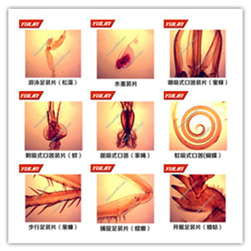 甘肃节肢动物门生物玻片