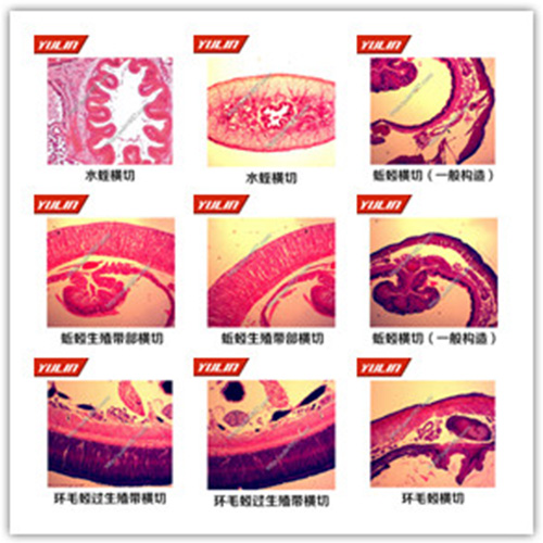 甘肃环节软体动物门生物玻片