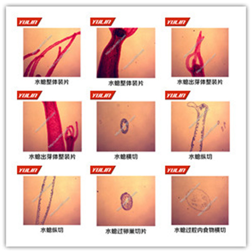 甘肃多孔腔肠扁形动物门生物玻片