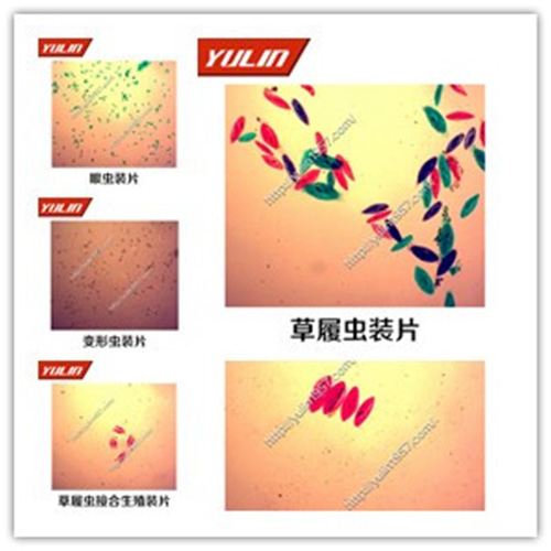 甘肃动物生物学原生动物门玻片