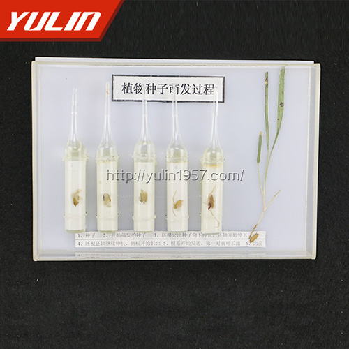 甘肃种子萌发标本