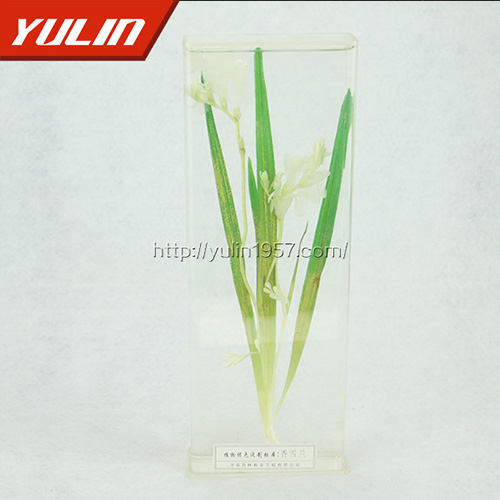 甘肃香雪兰标本