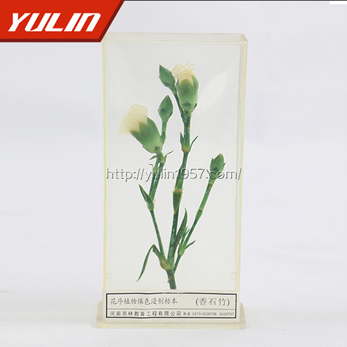 甘肃香石竹标本