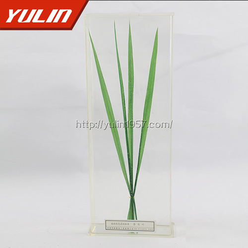 甘肃条形叶标本