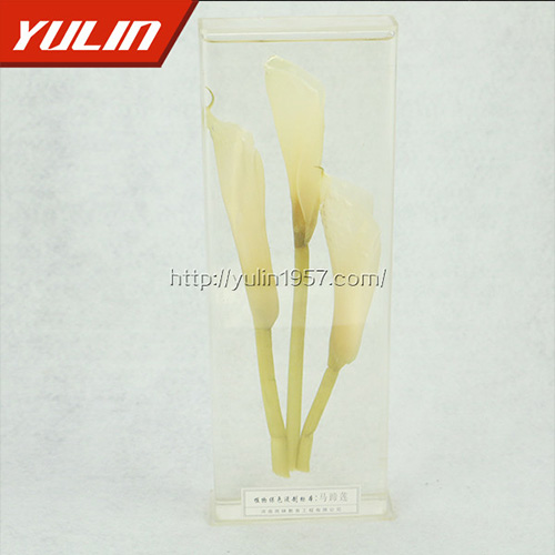 甘肃马蹄莲标本