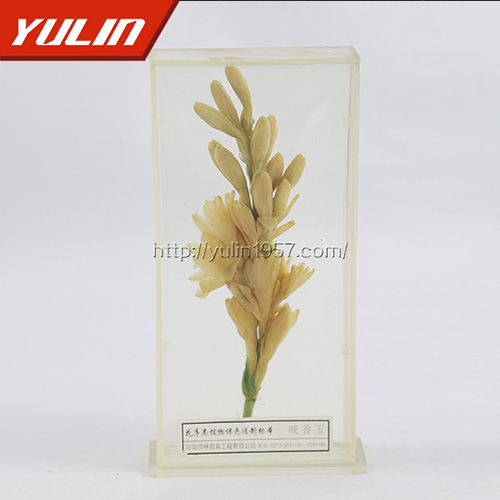 甘肃晚香玉标本