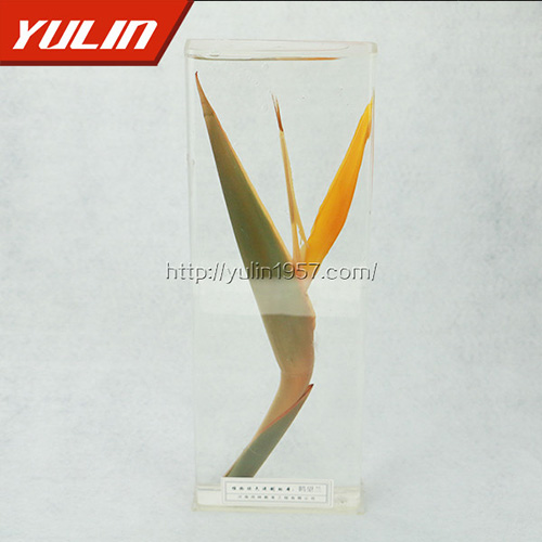 甘肃鹤望兰标本