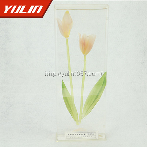 甘肃郁金香标本