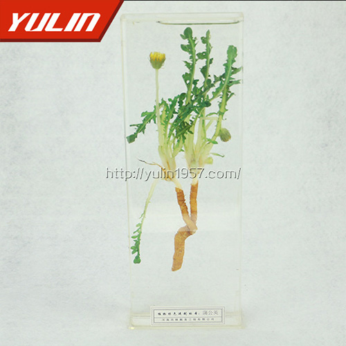 甘肃蒲公英标本