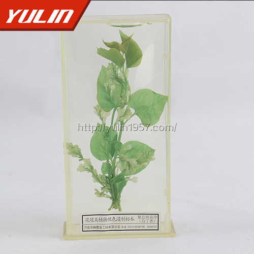 甘肃白香花标本