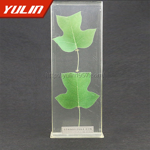 甘肃非洲菊标本