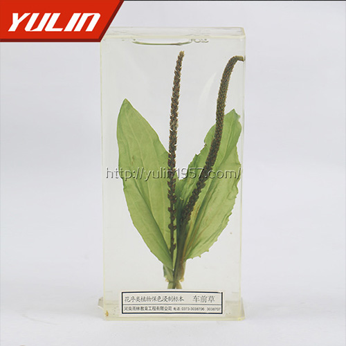 甘肃车前草标本