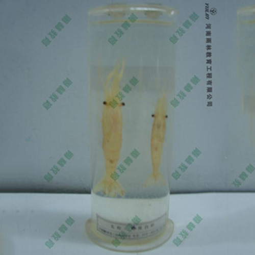 甘肃动物干制标本