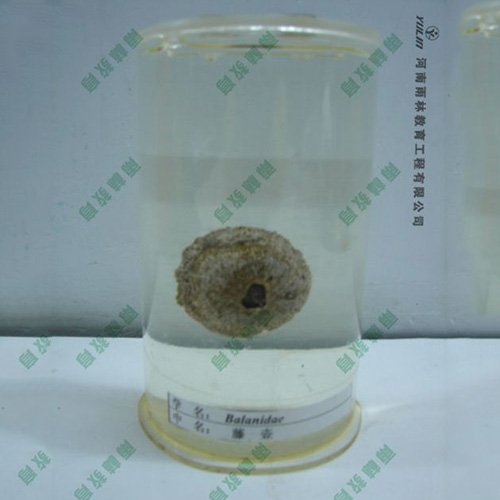 甘肃藤壶浸制标本