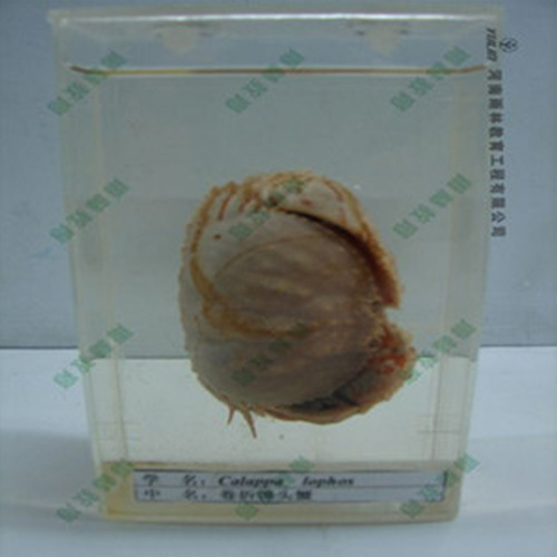 甘肃卷折馒头蟹浸制标本