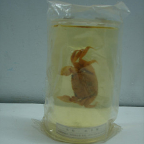 甘肃寄居蟹包埋标本