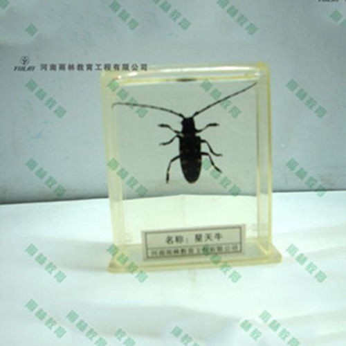 甘肃星天牛包埋标本