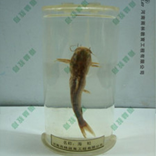 甘肃海鲶浸制标本