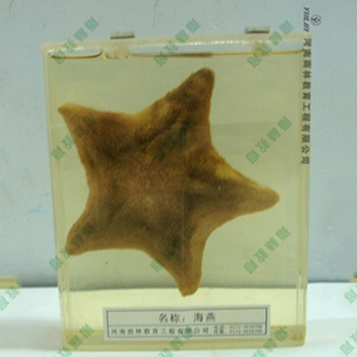 甘肃海葵包埋标本