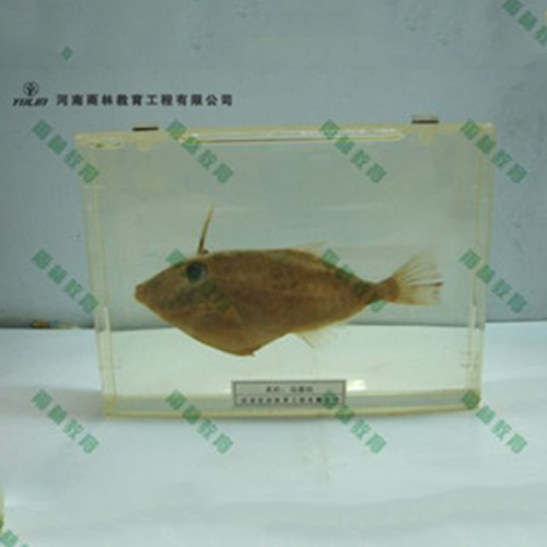 甘肃鱼解剖包埋标本
