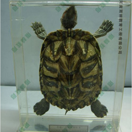 甘肃乌龟包埋标本