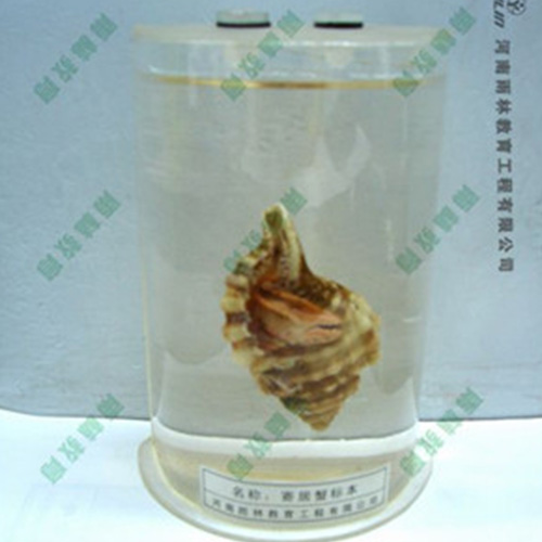 甘肃寄居蟹浸制标本