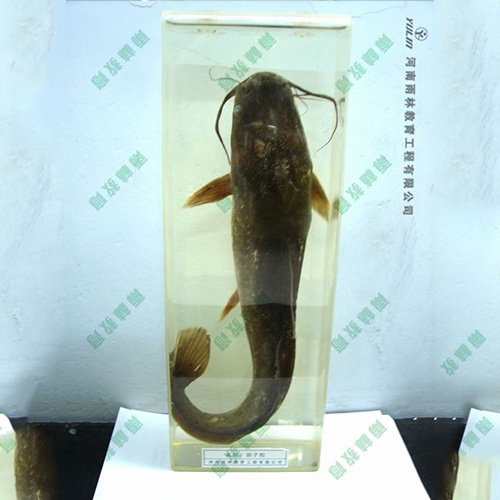 甘肃动物浸制标本