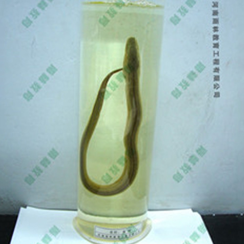 甘肃黄鲢浸制标本