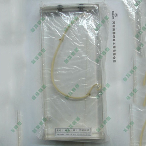 甘肃蛔虫包埋标本