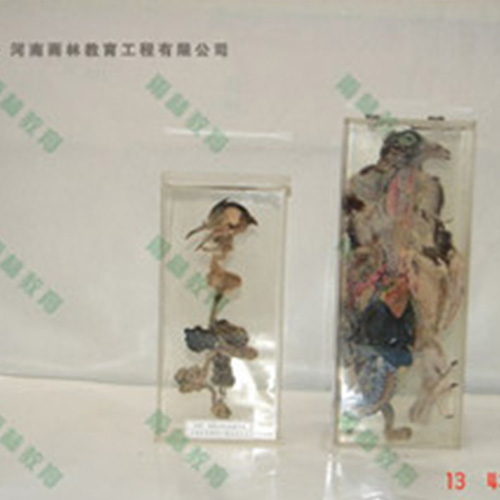 甘肃鸽骨骼包埋标本