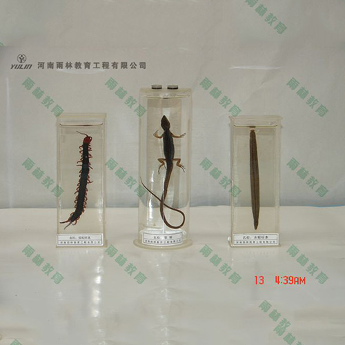 甘肃草蜥浸制标本