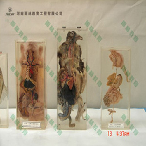 甘肃鸽解剖包埋标本