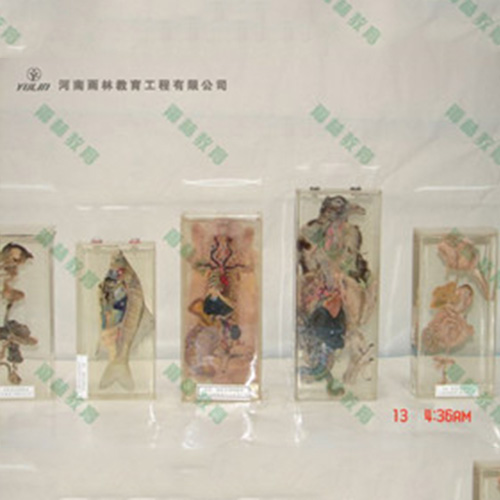 甘肃兔解剖包埋标本