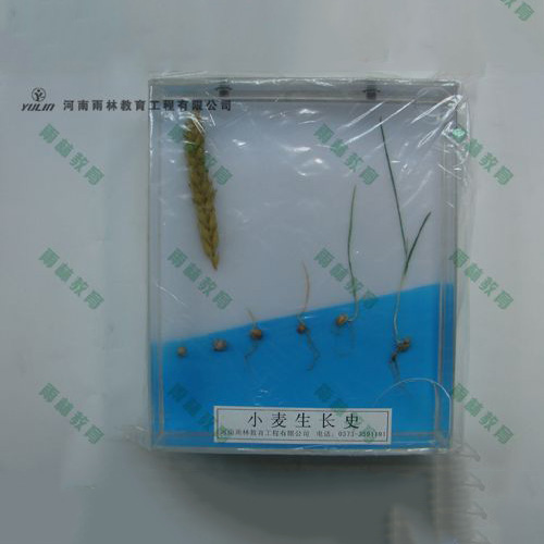 甘肃小麦浸制标本