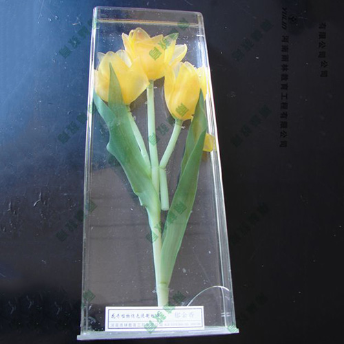 甘肃郁金香浸制标本