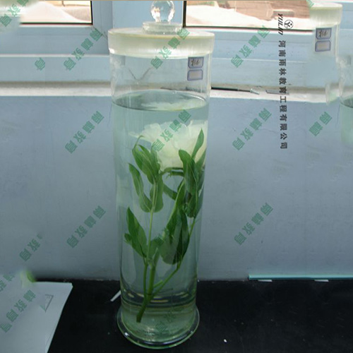 甘肃夹竹桃浸制标本