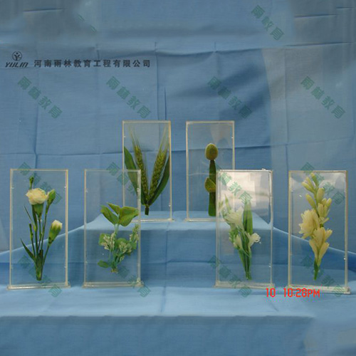 甘肃植物浸制标本012