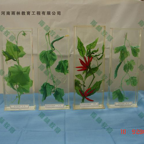 甘肃植物根的类型