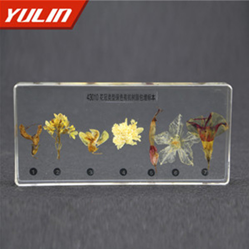 甘肃花冠类型包埋标本