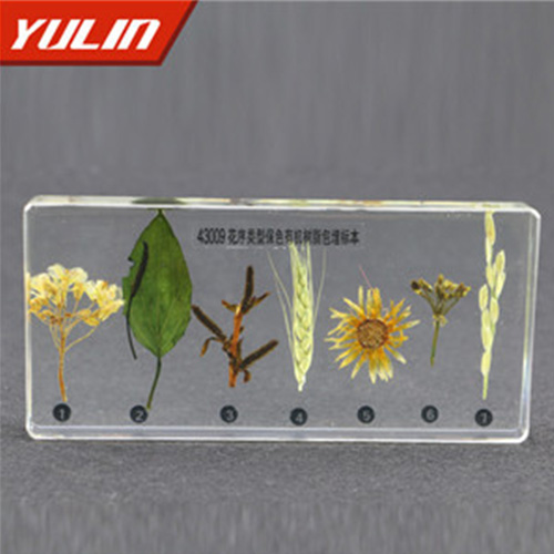 甘肃花序类型包埋标本