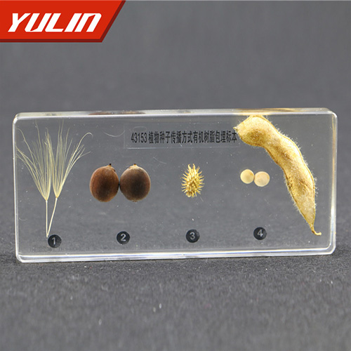 甘肃植物种子传播方式包埋标本
