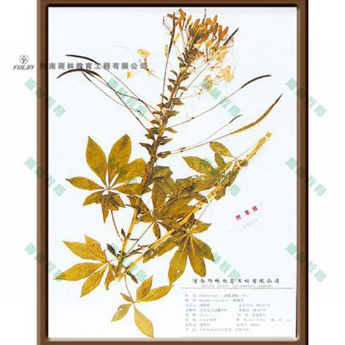 甘肃醉蝶花标本