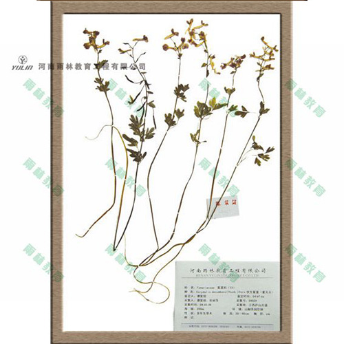 甘肃紫堇科腊叶标本