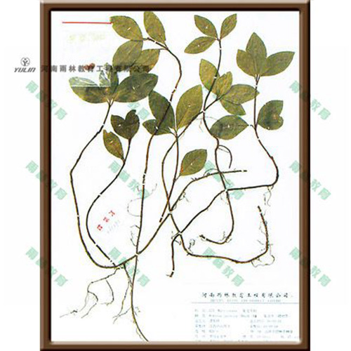 甘肃紫金叶牛标本