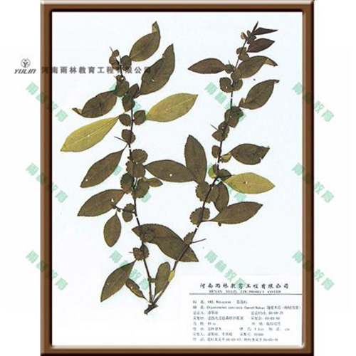 甘肃皱皮木瓜腊叶标本