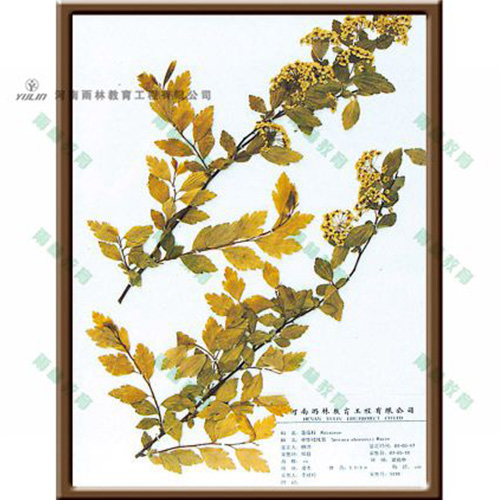 甘肃中华绒线菊标本