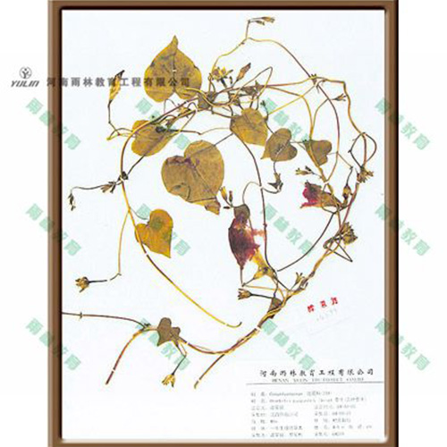 甘肃圆叶牵牛标本