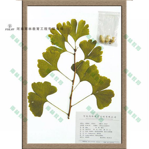 甘肃银杏科腊叶标本