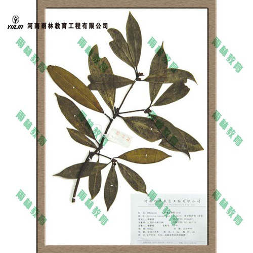 甘肃八角茴香科